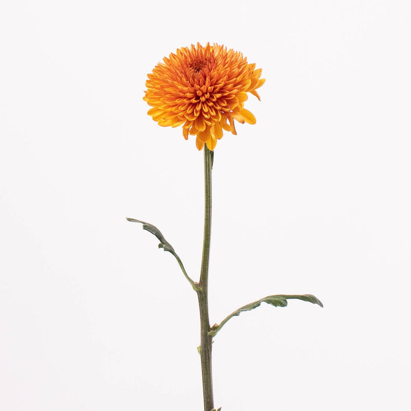 Bronze Disbud Stem