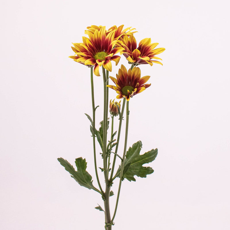 Bicolor Bronze Yellow Daisy Flower Single Stem