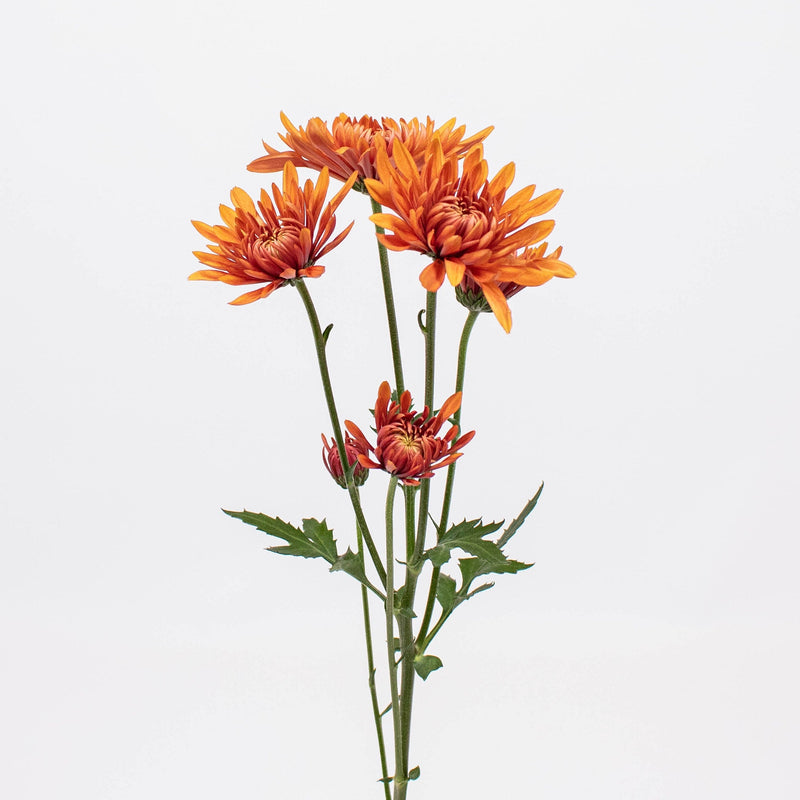 Bronze Coruna PomPom Flower Single Stem
