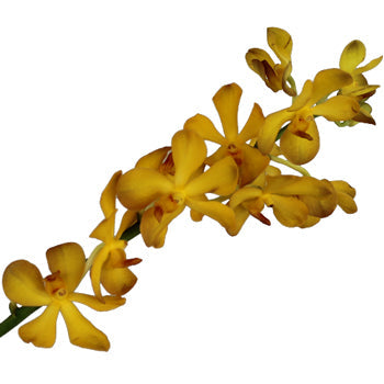 Amber Yellow Mokara Orchid