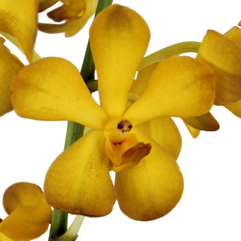 Amber Yellow Mokara Orchid