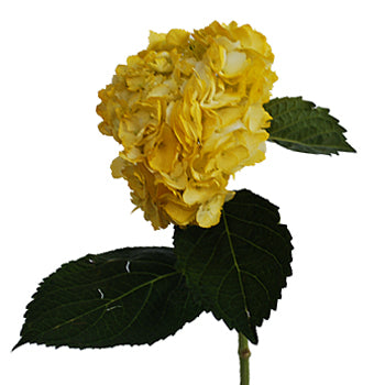 Bronze Yellow Enhanced Hydrangea Stem View