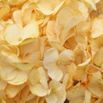 Bronze Yellow Enhanced Hydrangea Flower Up Close