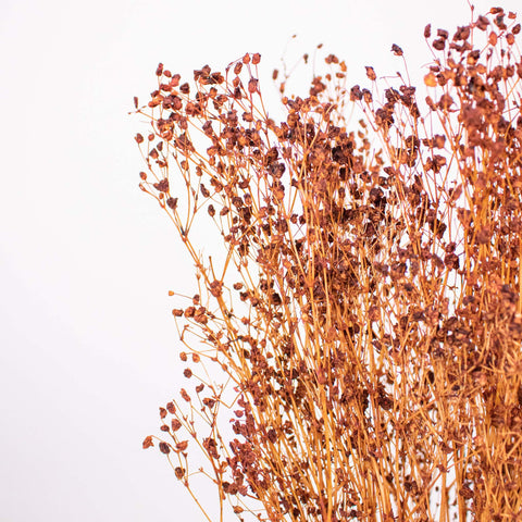 Brown Dried Babys Breath Flower Up Close