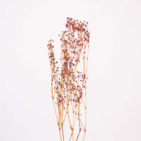 Brown Dried Babys Breath Flower Stem