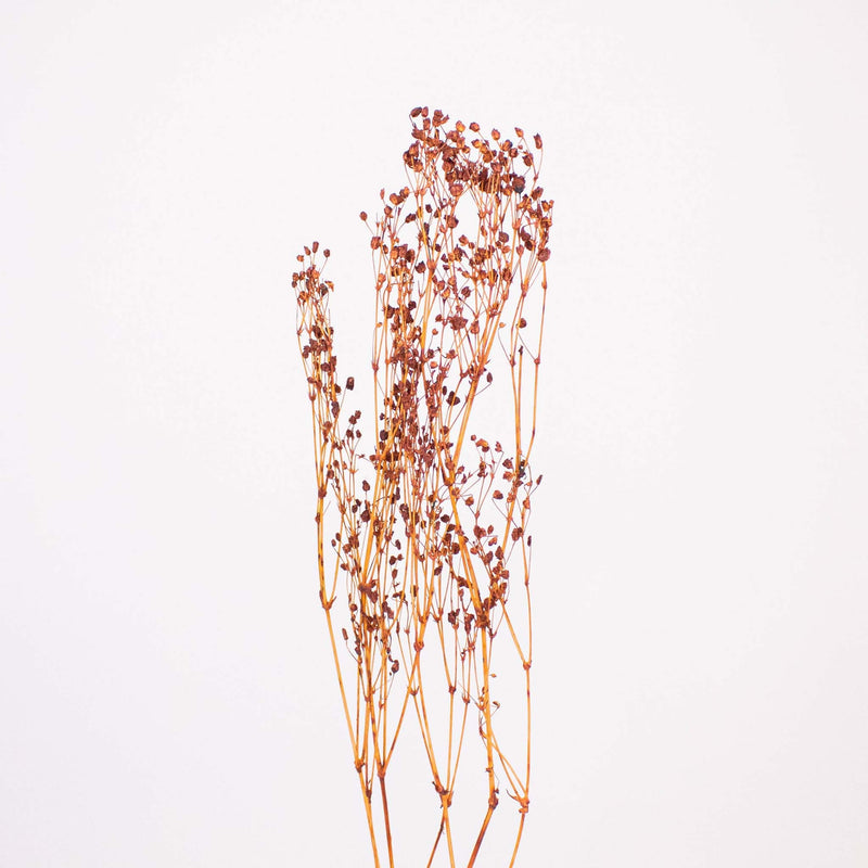 Brown Dried Babys Breath Flower Stem