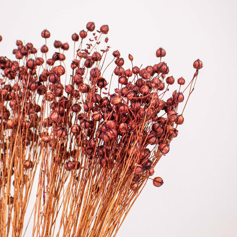 Brown Dried Linum Flower Up Close