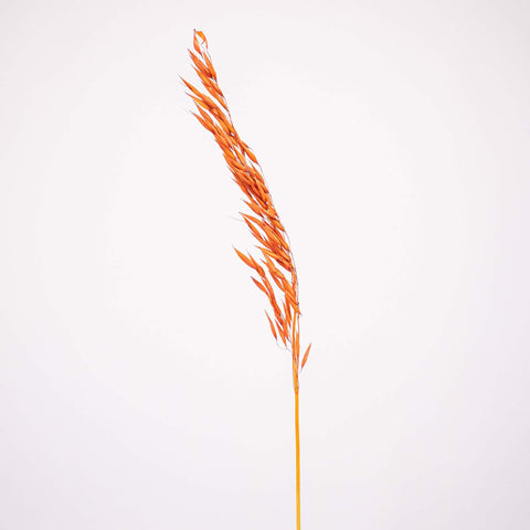 Brown Dried Oats Flower Stem