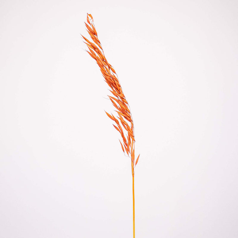Brown Dried Oats Flower Stem