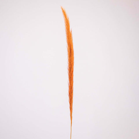 Brown Dried Pennisetum Flower Stem