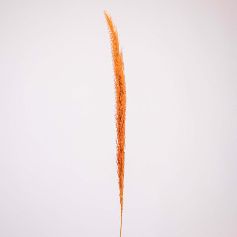 Brown Dried Pennisetum Flower Stem