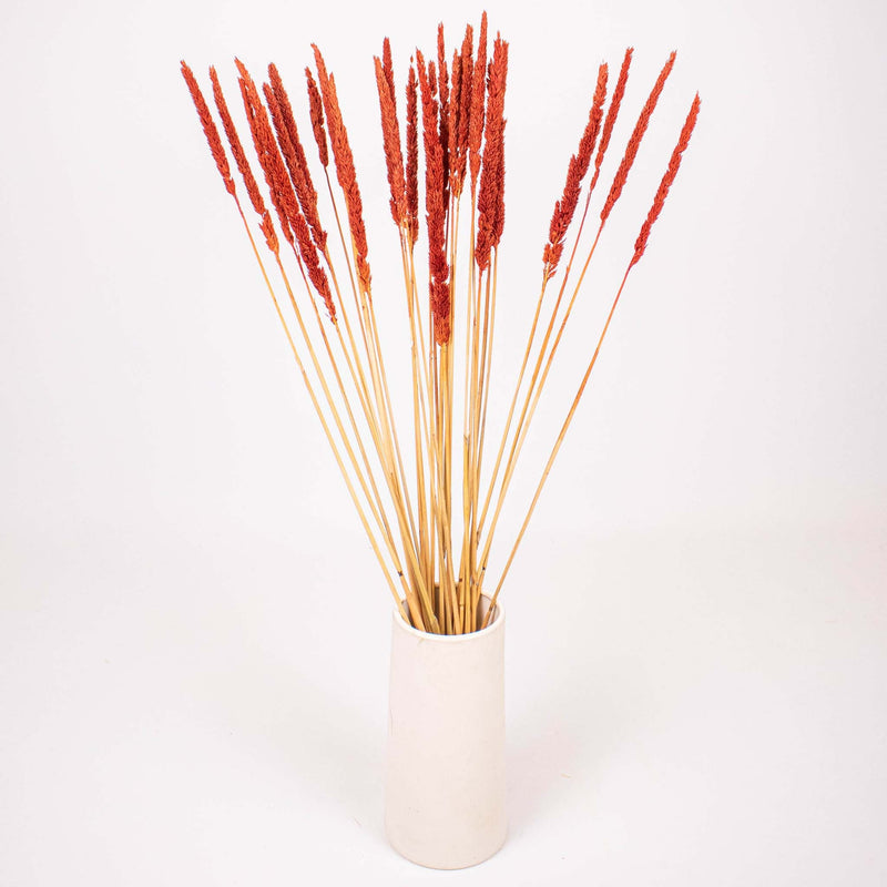 Brown Dried Thypa Flower Bunch in Vase