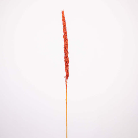 Brown Dried Thypa Flower Stem