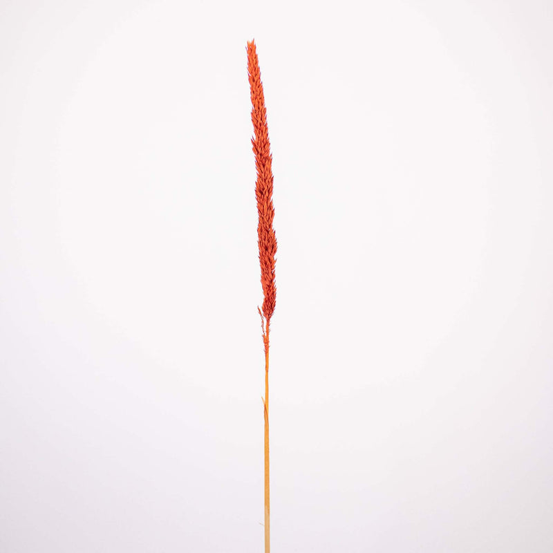 Brown Dried Thypa Flower Stem