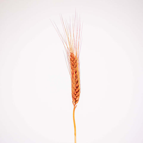 Brown Dried Wheat Flower Stem
