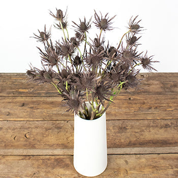 Brown Tinted Thistle Wholesale Flower In a vase