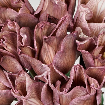 Brownie Lily Tulip Wholesale Flower Up close