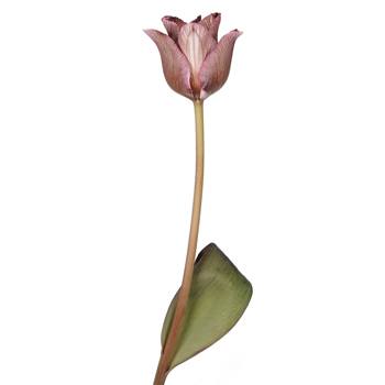 Brownie Lily Tulips Wholesale Flower Side Stem