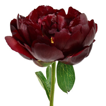 Buck Eye Belle Burgundy Peony Side Stem View