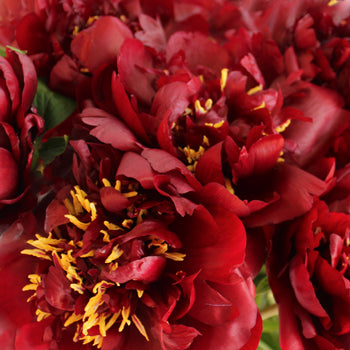 Buck Eye Belle Burgundy Peonies up close