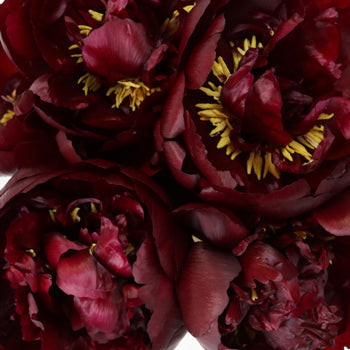 Buck Eye Belle Burgundy Peonies up close