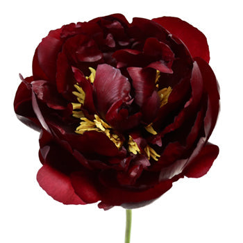 Buck Eye Belle Burgundy Peony Stem