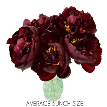 Buck Eye Belle Burgundy Peony in a vase
