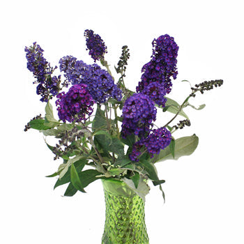 Purple Ombre Fall Buddleia Flowers