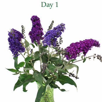 Purple Ombre Fall Buddleia Flowers