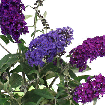 Purple Ombre Fall Buddleia Flowers