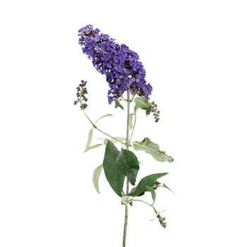 Purple Ombre Fall Buddleia Flowers