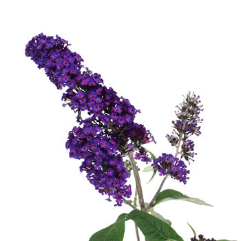 Purple Ombre Fall Buddleia Flowers