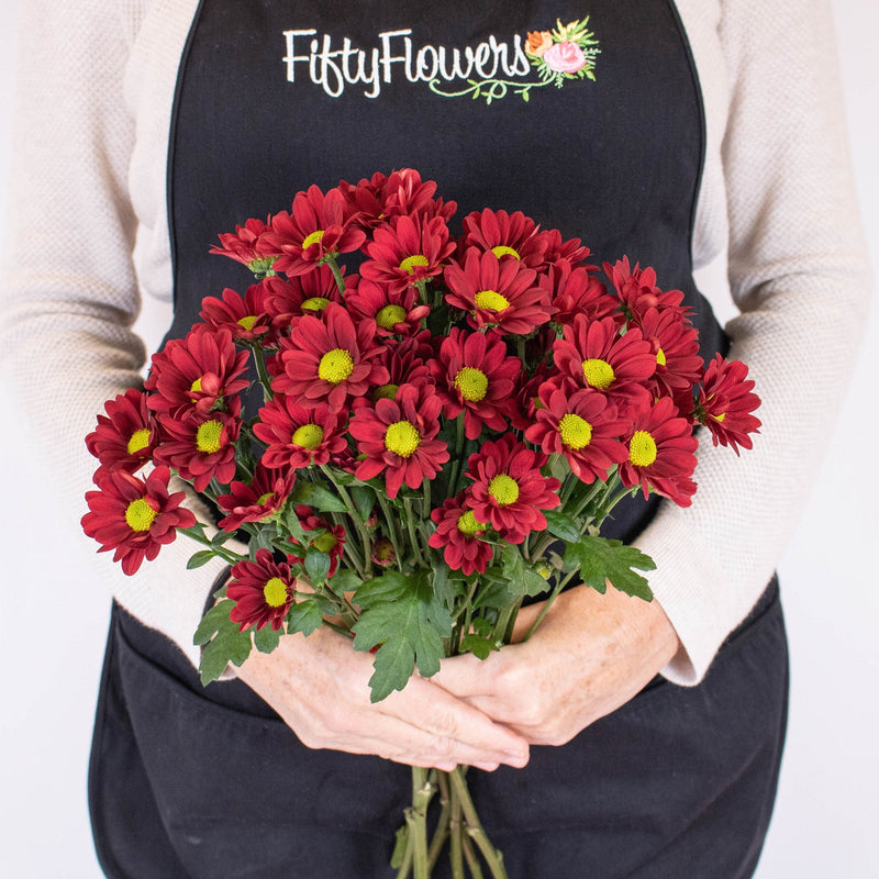 Managua Red Daisy Flower Bunch in Hand