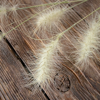 Fresh cut greens little bunny fountain grass filler flowers sold near me for delivery