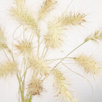 Little Bunny Fountain Grass