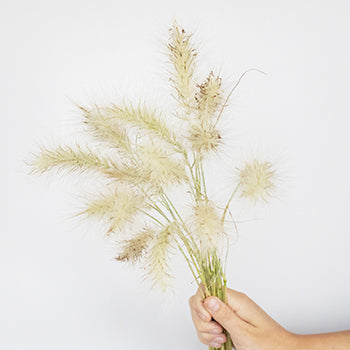 Wholesale greenery little bunny fountain grass filler flowers sold as bulk
