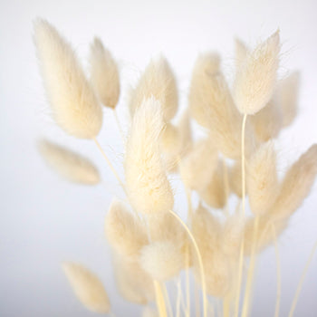 Dried bunny tail grass bulk flowers