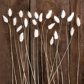 Dried Bunny Tail Grass