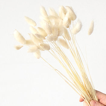 Dried Bunny Tail Grass