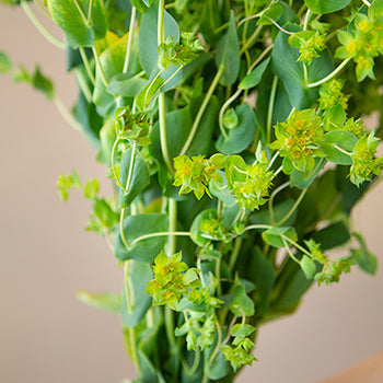 Wedding greenery bupleurum flowering filler sold near me