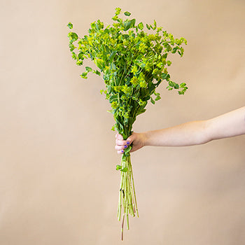 Wholesale greenery bupleurum flowering filler sold as bulk
