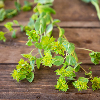 Fresh cut greens bupleurum flowering greenery sold as delivery