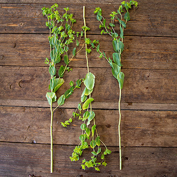 Bupleurum Flowering Greenery