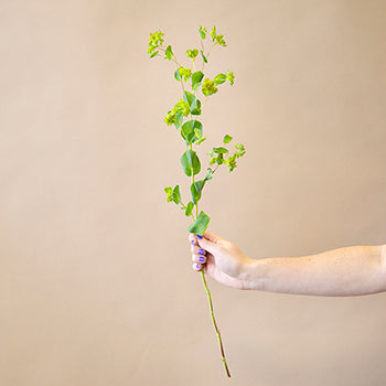 Bupleurum Flowering Greenery
