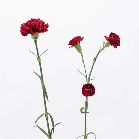 Burgundy Flower Stem