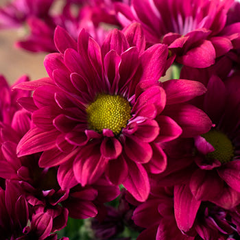 Burgundy daisy pom DIY wedding flowers