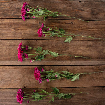 Burgundy daisy pom bulk wedding flowers