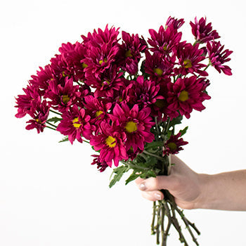 Burgundy daisy pom wholesale wedding flower