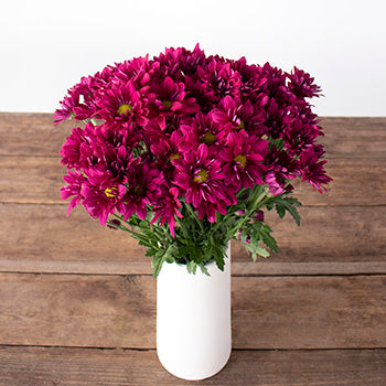 Burgundy daisy pom for free flower delivery