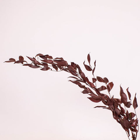 Burgundy Dried Ruscus Greens Stem
